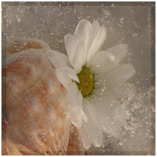 Chrysanthemum &Shell.jpg